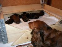 mama na stra�y jamniczych szczeni�t