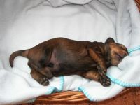 jamniczy sen o mleczku