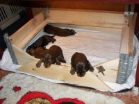 jamniki ciekawe �wiata