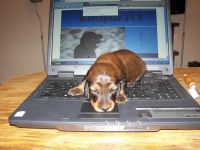 jamniki id� z post�pem