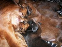 jamniki - nie ma jak u mamy