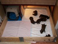 kojec jamnik�w d�ugow�osych