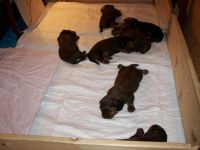 jamniki w nowym kojcu