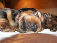 jamnik d�ugow�osy - portret w�asny