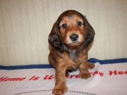 Jamnik d�ugow�osy - SHIFU  SEPHRES Kollapsar