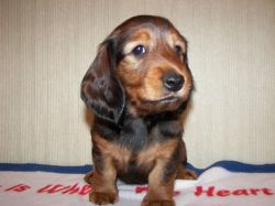 Jamnik d�ugow�osy - SORIS SAHURE Kollapsar