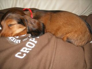 Pierwsze dni w nowym domu