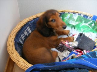  Gryz�, gryz� i dogry�� si� nie mog�!