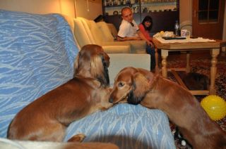 Jamnik d�ugow�osy