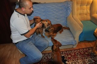 Jamnik d�ugow�osy