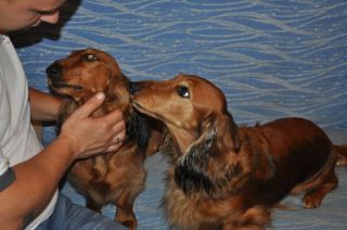 Jamnik d�ugow�osy