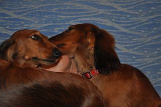 Jamnik d�ugow�osy