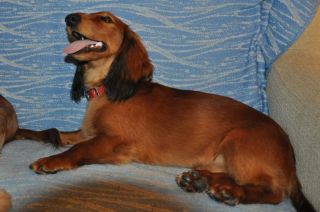 Jamnik d�ugow�osy