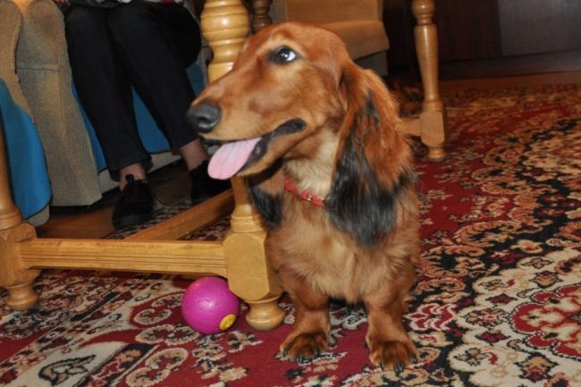 Jamnik d�ugow�osy