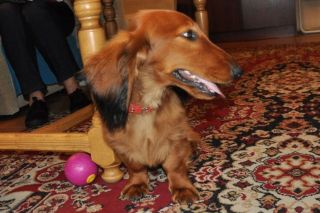 Jamnik d�ugow�osy