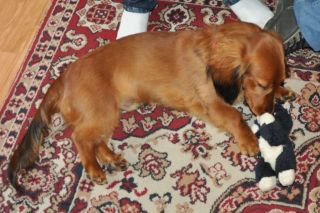 Jamnik d�ugow�osy