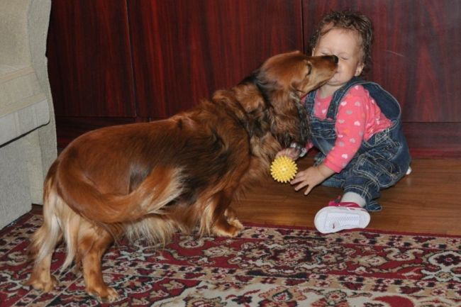 Jamnik d�ugow�osy