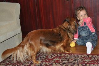 Jamnik d�ugow�osy