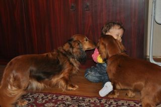 Jamnik d�ugow�osy