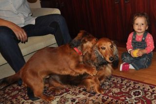 Jamnik d�ugow�osy