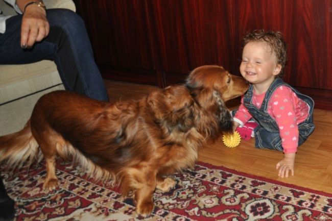 Jamnik d�ugow�osy