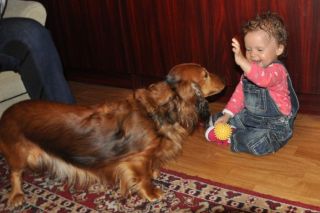 Jamnik d�ugow�osy