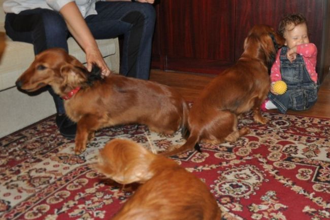 Jamnik d�ugow�osy