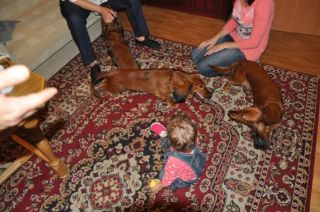 Jamnik d�ugow�osy