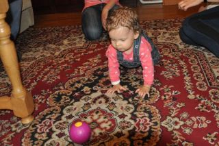 Jamnik d�ugow�osy