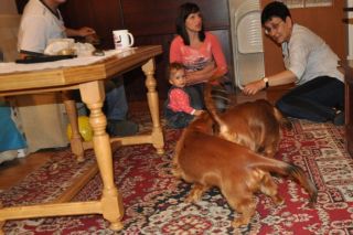 Jamnik d�ugow�osy