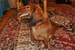 Jamnik d�ugow�osy