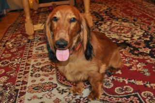 Jamnik d�ugow�osy