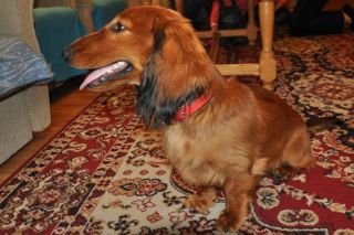 Jamnik d�ugow�osy