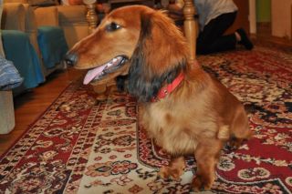 Jamnik d�ugow�osy