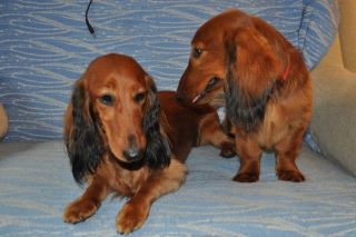 Jamnik d�ugow�osy