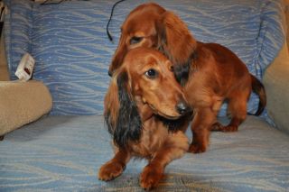 Jamnik d�ugow�osy