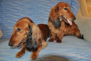 Jamnik d�ugow�osy