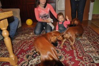 Jamnik d�ugow�osy