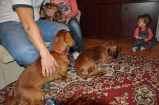 Jamnik d�ugow�osy