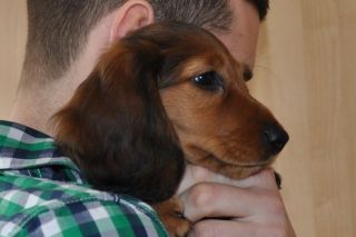 Jamnik d�ugow�osy NAILA