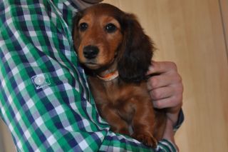 Jamnik d�ugow�osy NAILA