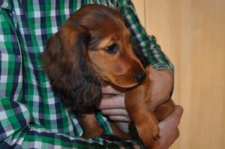 Jamnik d�ugow�osy NAILA