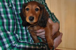 Jamnik d�ugow�osy NAILA