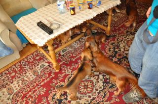 Jamnik d�ugow�osy