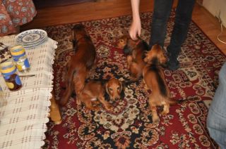 Jamnik d�ugow�osy