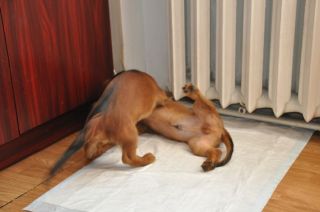 Jamnik d�ugow�osy