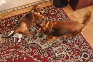 Jamnik d�ugow�osy