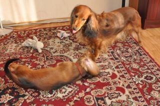 Jamnik d�ugow�osy