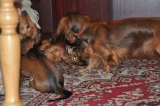 Jamnik d�ugow�osy