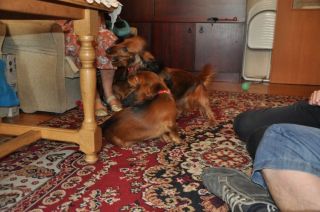 Jamnik d�ugow�osy